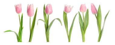 Beyaz arka planda güzel pembe lale çiçekleri, set