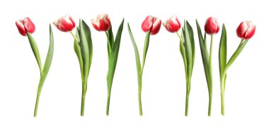 Beyaz arka planda güzel lale çiçekleri, set