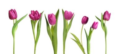 Beyaz arka planda güzel lale çiçekleri, set