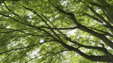 Yeşil yapraklı güzel ağaç, sola hareket eden kamera.