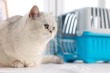 Şirin kedi ve hayvan taşıyıcısı pencere eşiğinde, seçici bir odak noktası var.