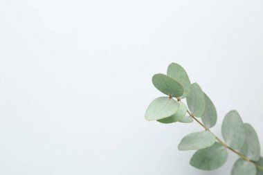 Beyaz arka planda güzel bir okaliptüs dalı, üst manzara. Metin için boşluk