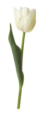 Bir güzel renkli lale beyazda izole edilmiş.