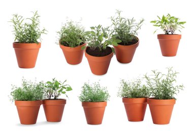 Farklı aromatik otlar kil kaplarda izole edilmiş beyaz, set