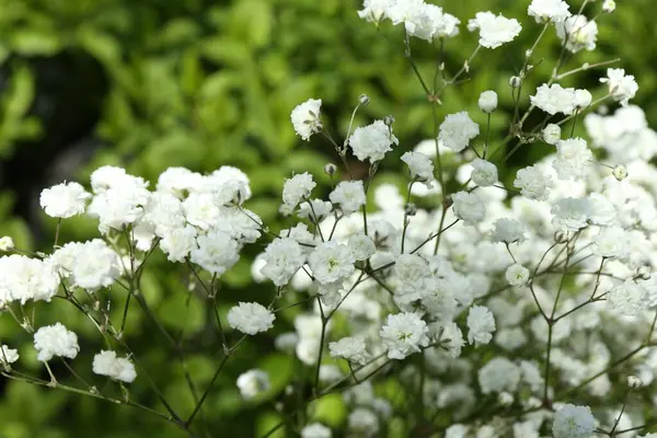 Güzel beyaz çingene çiçekleri, açık havada büyüyor, yakın plan.