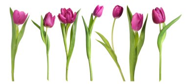 Beyaz arka planda güzel lale çiçekleri, set