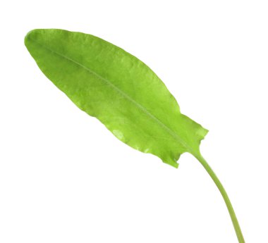 Bir taze yeşil kuş yaprağı beyaza izole edilmiş.