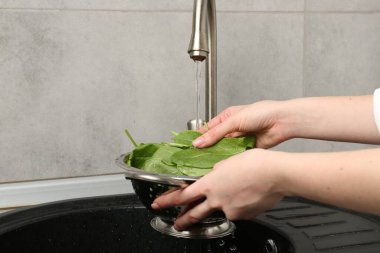 Kadın musluk suyunun altında taze kuş yapraklarını yıkıyor. Lavabonun üstünde, yakın plan.