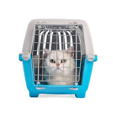 Evcil hayvan taşıyıcısındaki şirin kedi beyazda izole edilmiş.
