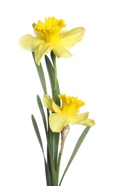 İki güzel sarı nergis beyaz üzerinde izole edilmiş.