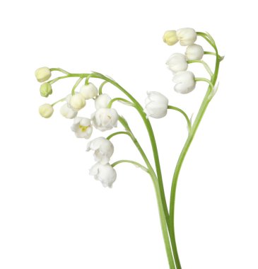 Vadinin güzel kokulu çiçekleri beyazlar üzerinde izole edilmiş.