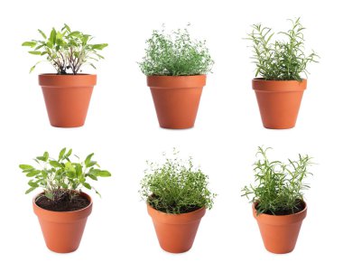 Farklı aromatik otlar kil kaplarda izole edilmiş beyaz, set