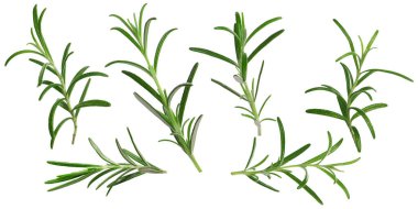 Beyaz üzerine izole edilmiş taze aromatik biberiye, kolaj