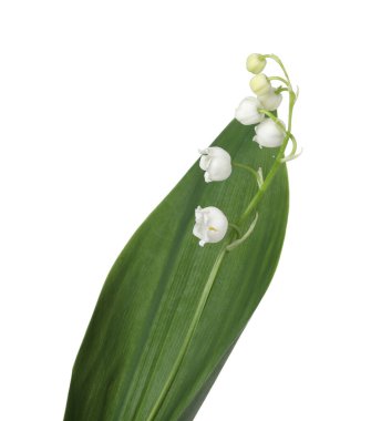 Vadinin güzel kokulu çiçekleri beyazlar üzerinde izole edilmiş.