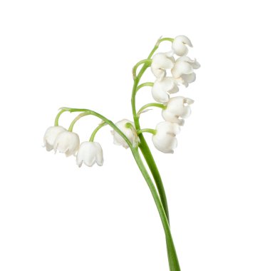 Vadinin güzel kokulu çiçekleri beyazlar üzerinde izole edilmiş.