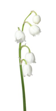 Vadinin güzel kokulu çiçekleri beyazlar üzerinde izole edilmiş.