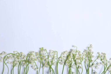 Beyaz arka planda, vadideki güzel zambak çiçekleri, düzlük. Metin için boşluk