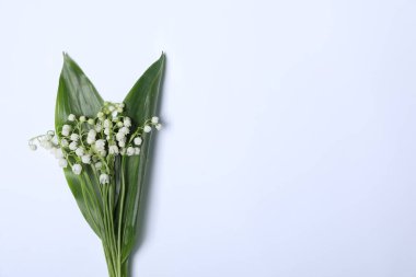 Beyaz arka planda, vadideki güzel zambak çiçekleri, üst manzara. Metin için boşluk