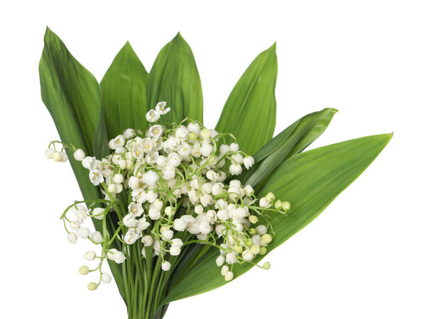 Bouquet of beautiful lily-of-the-valley isolated on white