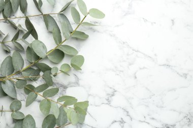 Beyaz mermer zemin üzerinde güzel okaliptüs dalları, üst manzara. Metin için boşluk