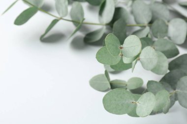 Beyaz arka planda güzel okaliptüs dalları, yakın plan. Metin için boşluk