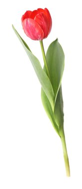 beyaz izole bir güzel Pembe Lale