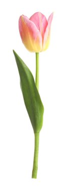 Güzel renkli bir lale beyaza izole edilmiş.