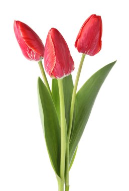 üç güzel beyaz Pembe Laleler izole