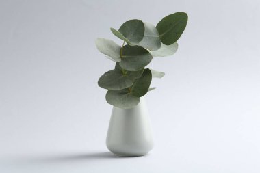 Beyaz arkaplanda vazoda güzel bir okaliptüs dalı