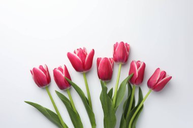 Beyaz arka planda güzel laleler, düz uzanmış