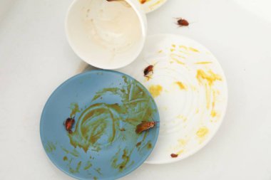 Mutfak lavabosunda kirli tabaklarda sürünen hamamböcekleri.