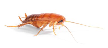 Beyaz arka planda bir hamamböceği. Haşere kontrolü