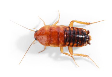 Beyaz arka planda bir hamamböceği, üst manzara. Haşere kontrolü