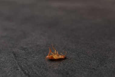 Gri masada bir hamamböceği, yakın plan. Metin için boşluk