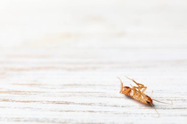 Tahta masada bir hamamböceği, yakın plan. Metin için boşluk