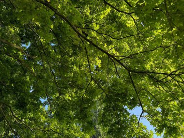 Arka planda yeşil yaprakları olan güzel ağaç taç, yakın plan.