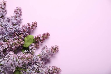 Pembe arka planda güzel leylak çiçekleri, düz yatış. Metin için boşluk