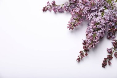 Beyaz arka planda güzel leylak çiçekleri, düz uzanmış. Metin için boşluk