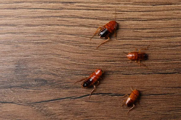 Tahta masada bir sürü hamamböceği yatıyordu. Metin için boşluk