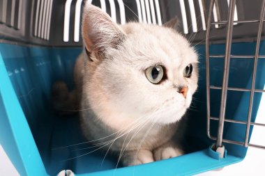 Evcil hayvan taşıyıcısındaki sevimli kedi, yakın plan. Sevimli hayvan.