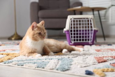 Şirin kedi ve hayvan taşıyıcısı evde yerde.