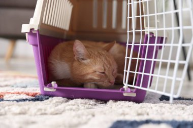 Evdeki evcil hayvan taşıyıcısında uyuyan sevimli kedi, yakın plan.