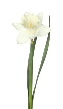 Bir güzel renkli nergis beyaz üzerine izole edilmiş.