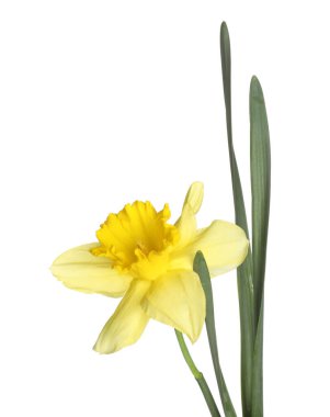 Bir güzel sarı nergis beyaz üzerine izole edilmiş.