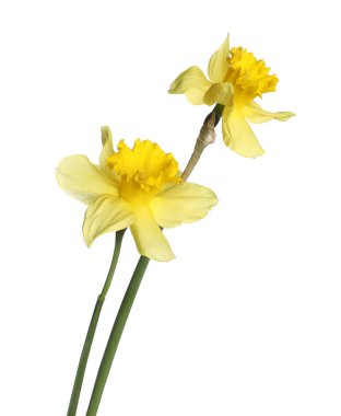 İki güzel sarı nergis beyaz üzerinde izole edilmiş.