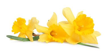 Üç güzel sarı nergis beyaz üzerine izole edilmiş.