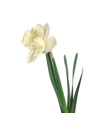 Bir güzel renkli nergis beyaz üzerine izole edilmiş.