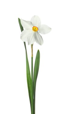 Beyaz yapraklı güzel bir nergis.