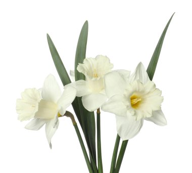 Beyaz yapraklı güzel nergisler.