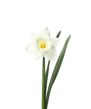 Beyaz yapraklı güzel bir nergis.